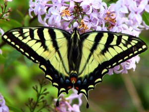 Papilio-canadensis-photo-1
