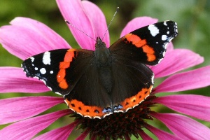 Red-Admiral-Photos
